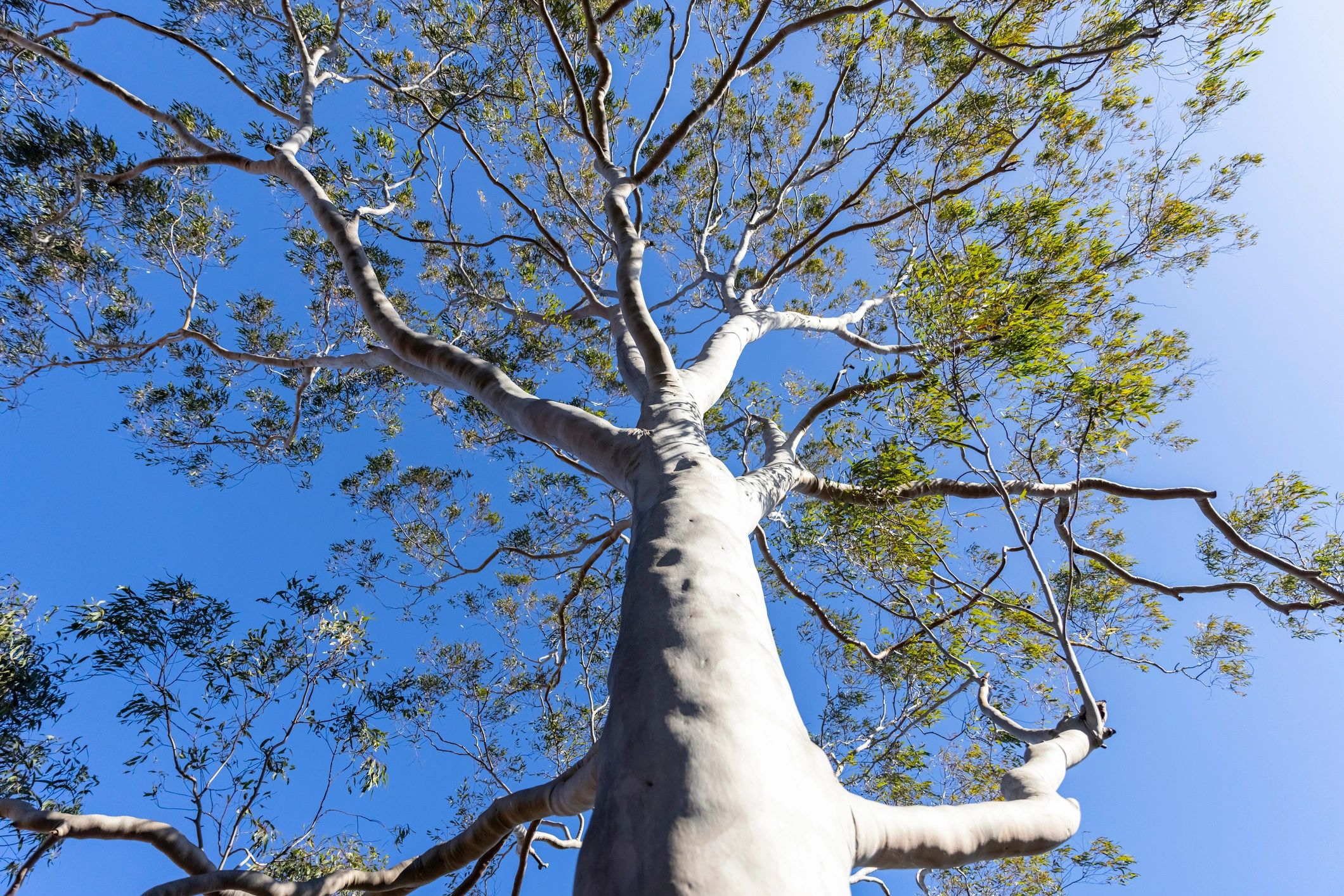 Tree health and risk assessments